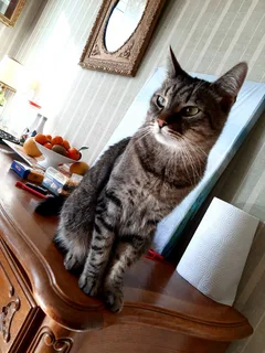 Chat perdu Européen