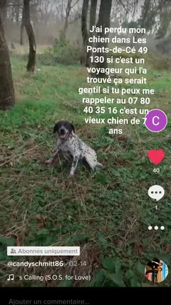Chien perdu Braque Français