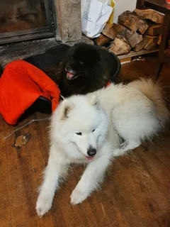 Chien trouvé Samoyéde