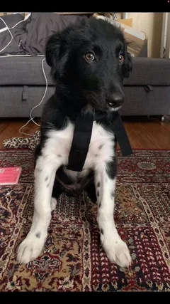 Chien perdu Border Collie