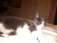 Chat perdu Européen