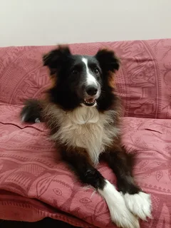 Chien perdu Berger des Shetland