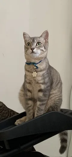 Chat perdu Européen