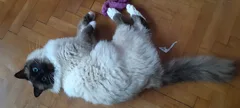 Chat perdu Sacré de Birmanie