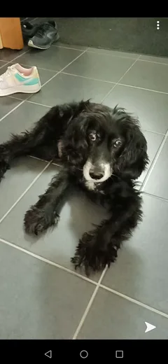 Chien perdu Cocker Anglais