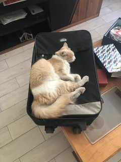 Chat perdu Européen