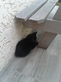 Chat trouvé Européen
