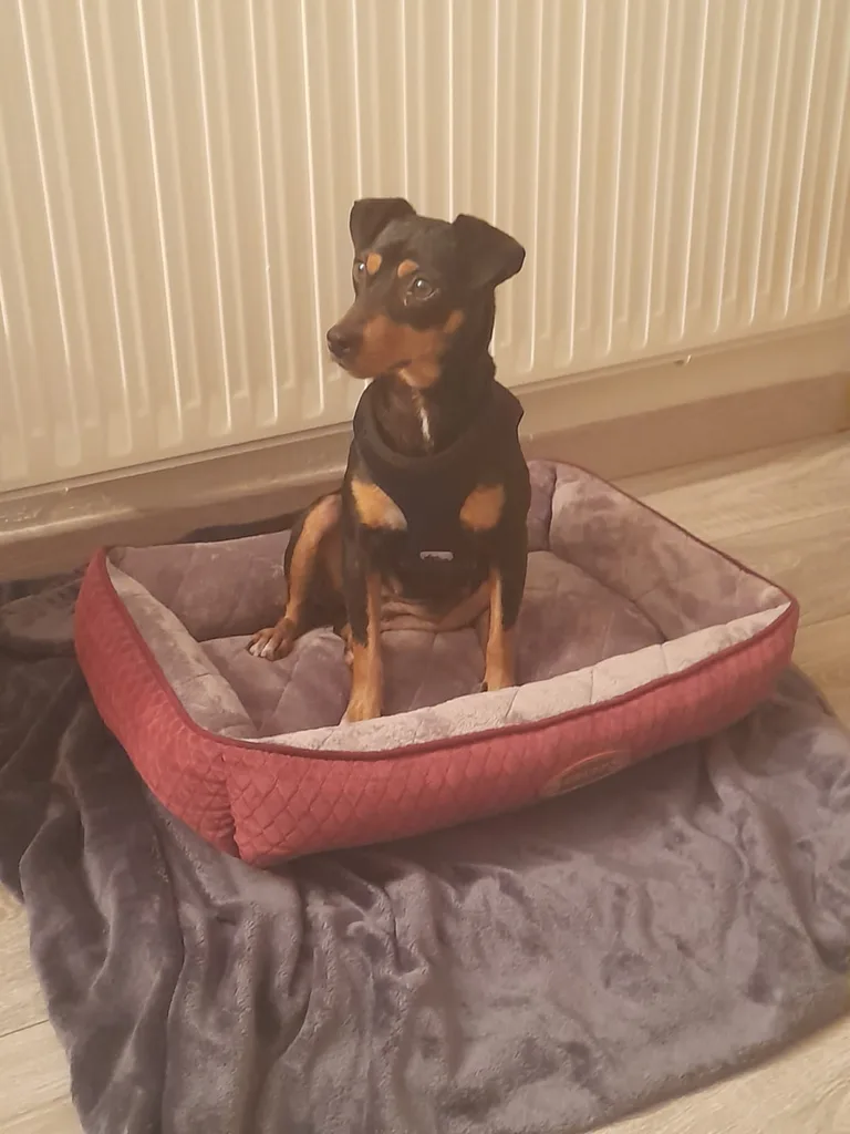Roxy