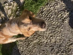 Chien trouvé Epagneul Breton