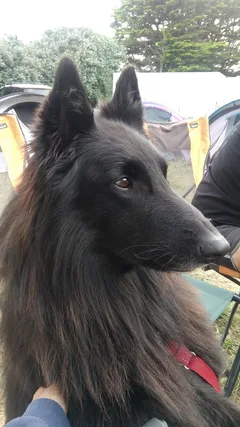Chien perdu Berger Belge Groenendal