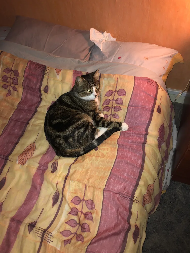 Chat trouvé