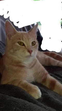 Chat perdu Européen