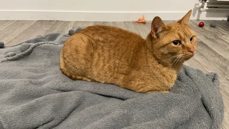 Chat trouvé
