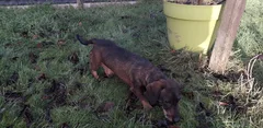 Chien trouvé Teckel