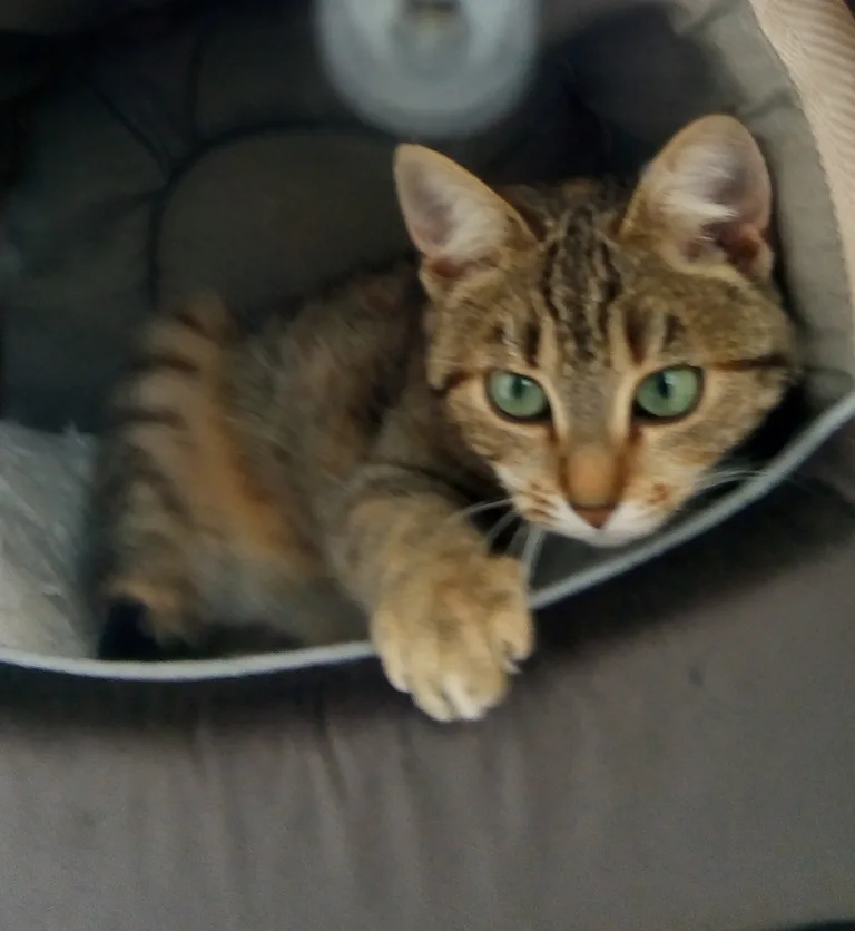 Frimousse