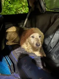 Chien trouvé Croisé