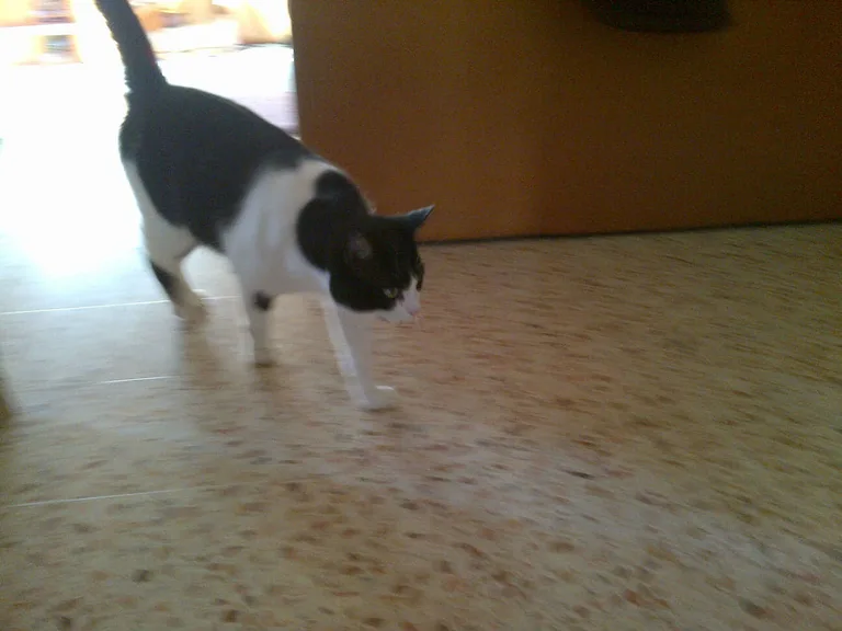 Chat trouvé