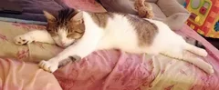 Chat perdu Européen