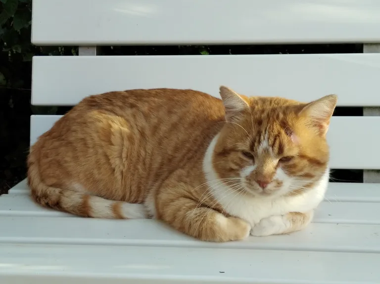Chat trouvé