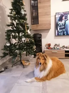 Chien perdu Colley
