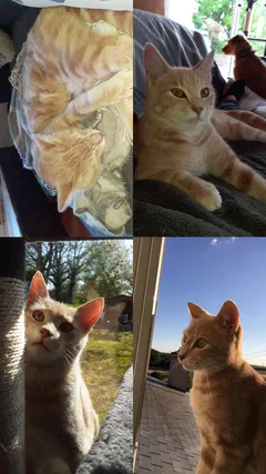 Chat perdu Européen