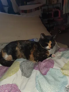 Chat trouvé Européen