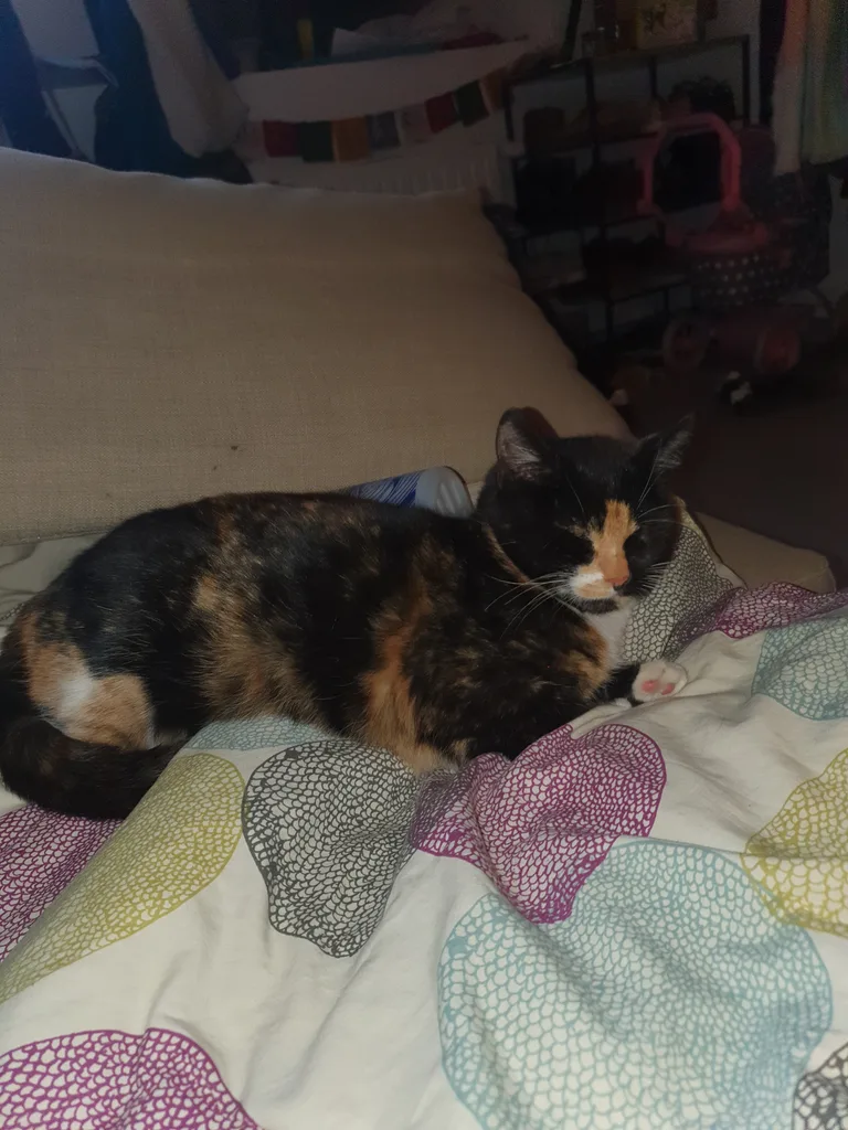 Chat trouvé