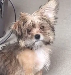 Chien perdu Yorkshire Terrier