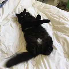 Chat perdu Angora Turc