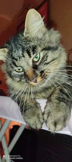 Chat perdu Maine Coon