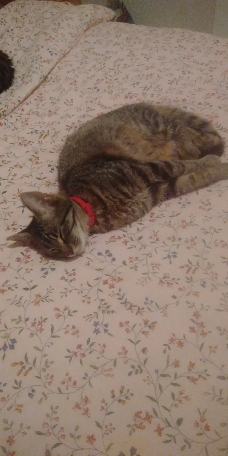 Chat trouvé