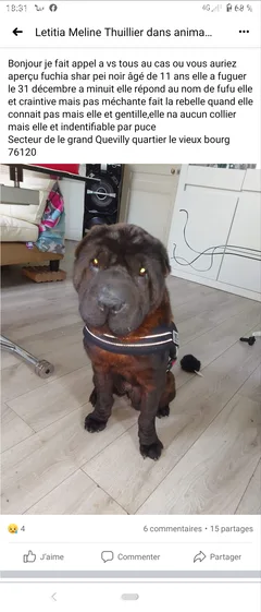 Chien perdu Shar-Pei