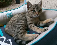 Chat perdu Européen