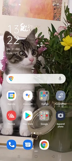Chat perdu Européen