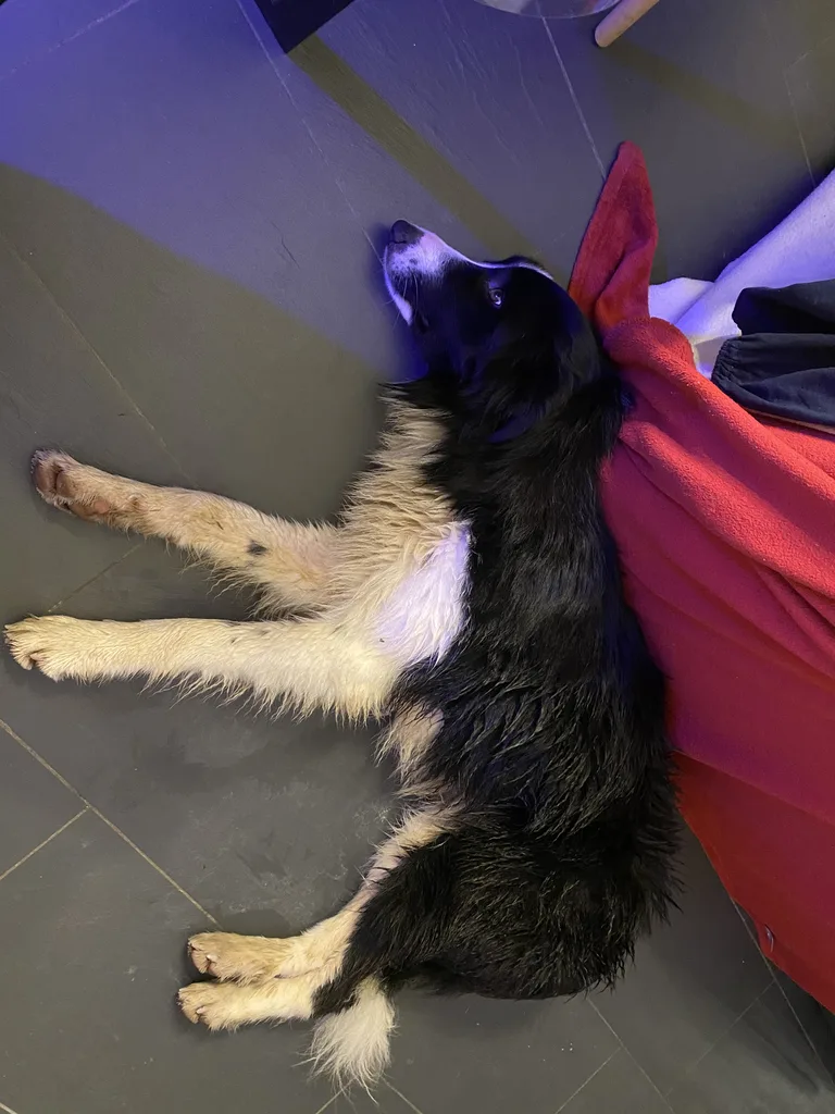 Chien trouvé