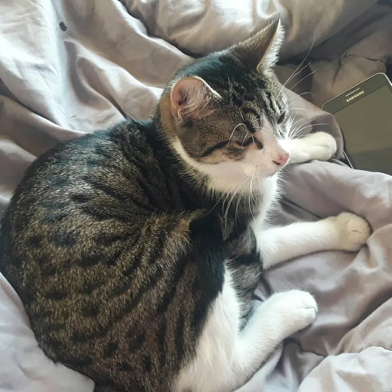 Chat trouvé