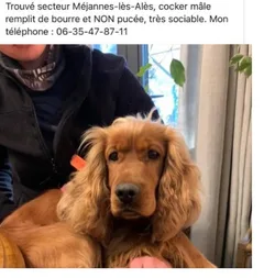 Chien trouvé Cocker Anglais