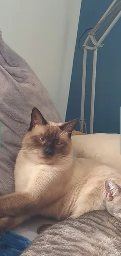 Chat perdu Siamois