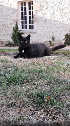 Chat perdu Européen