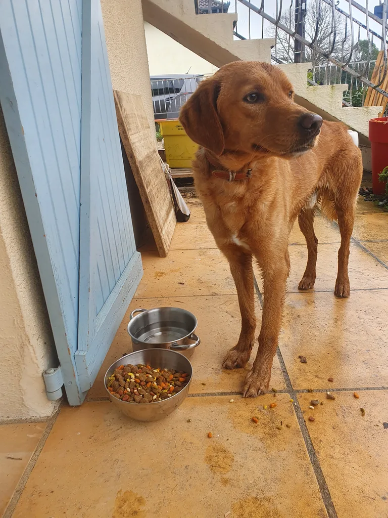 Chien trouvé