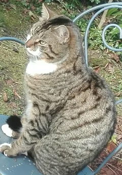 Chat perdu Sans race particulière