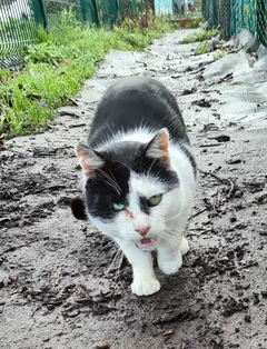 Chat perdu Européen