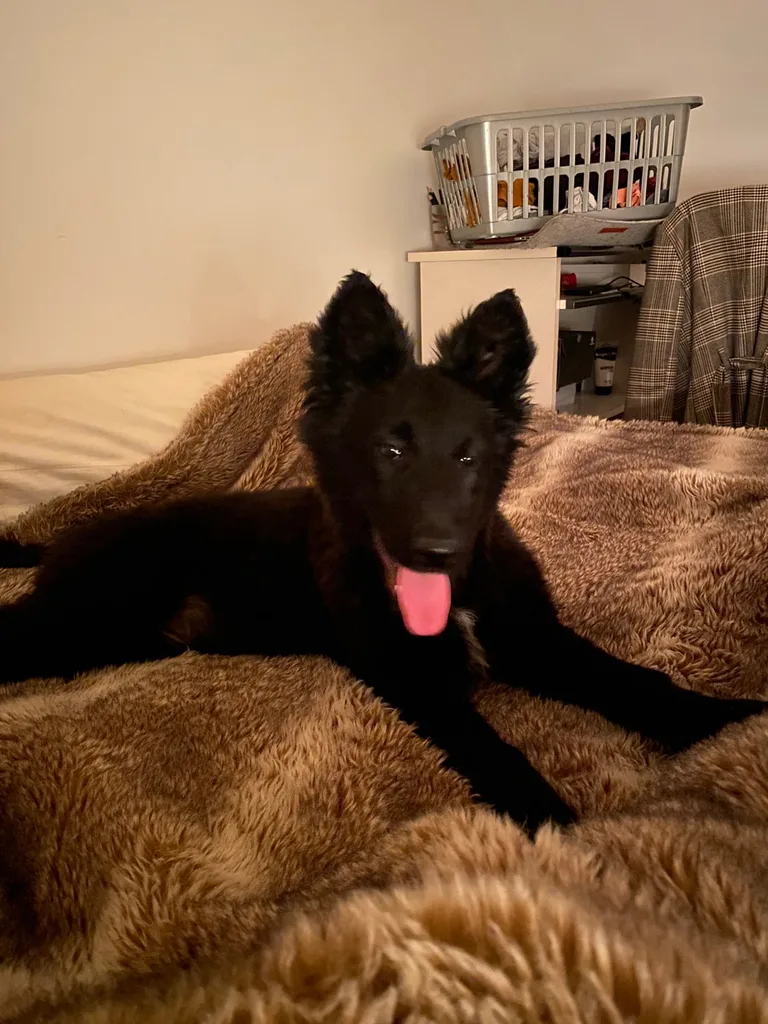 Chien trouvé