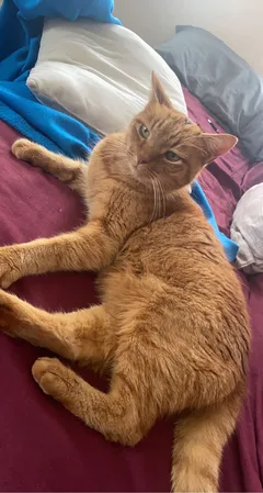 Chat trouvé Européen