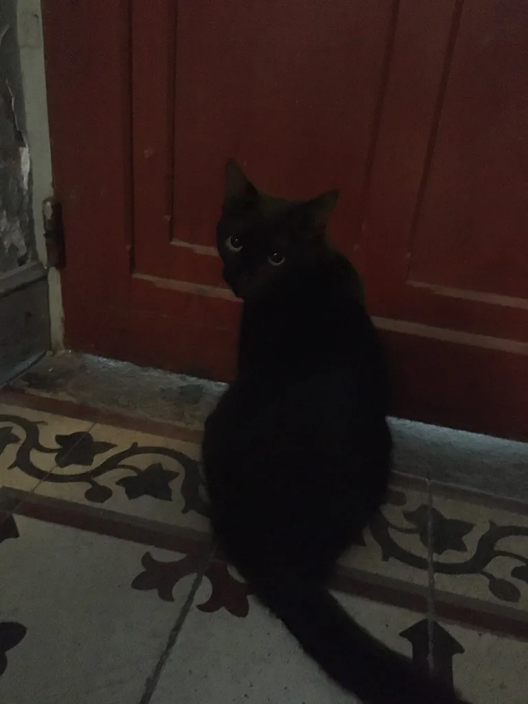 Chat trouvé