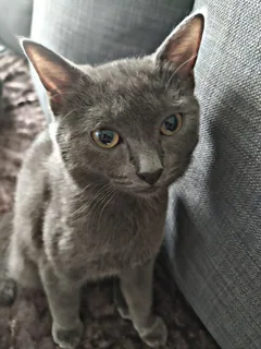 Chat perdu Européen
