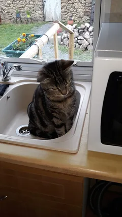 Chat perdu Européen