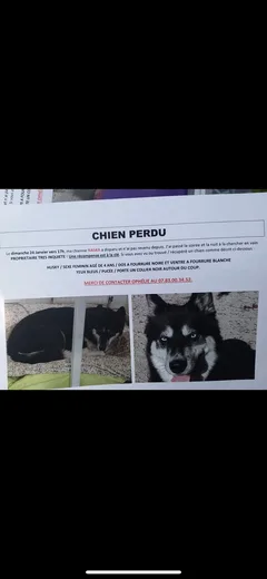 Chien perdu Husky Sibérien