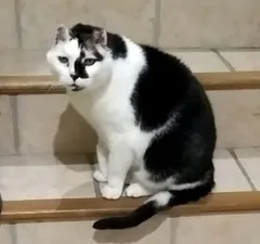 Chat perdu Européen