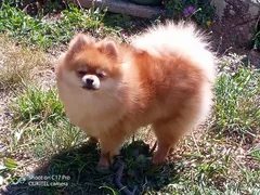 Chien perdu Spitz Allemand nain